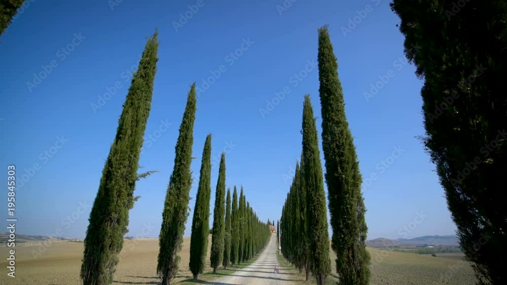 Slow motion stabilized shot - Famous cypress trees row along Tuscany road by POV of car driver driving along countryside of Italy. Cypress tree defines signature of Tuscany for tourist visiting Italy.