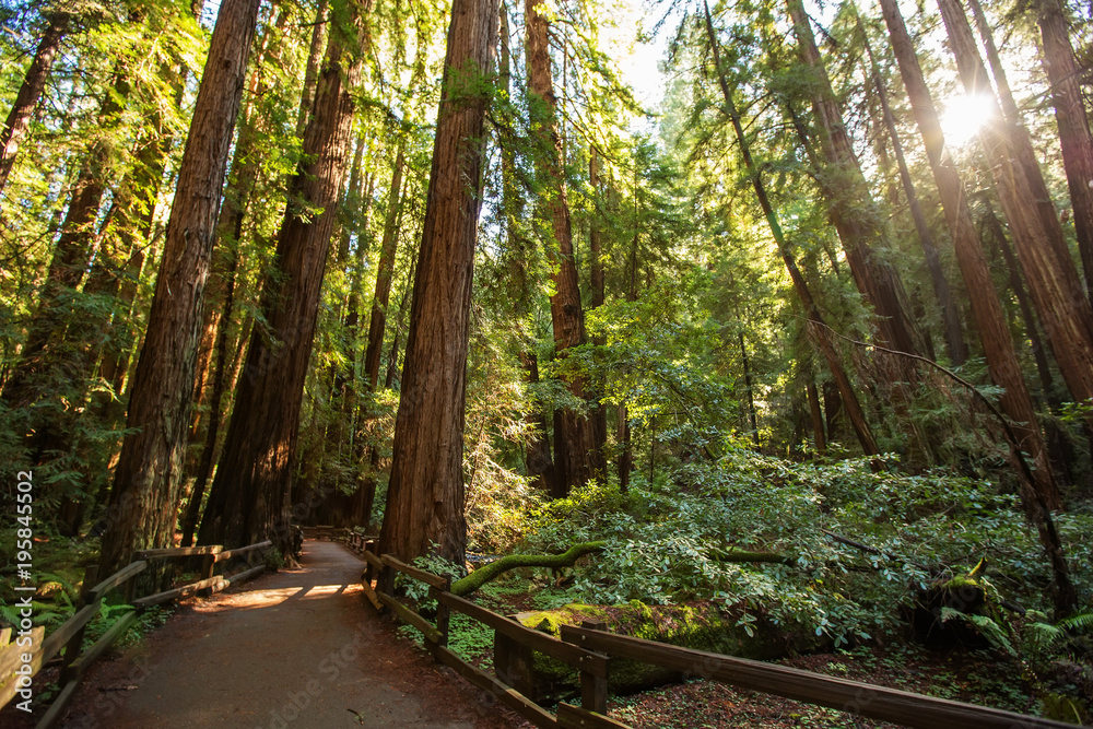 Muir woods National Monument near San Francisco in California, USA Muir woods National Monument near San Francisco in California, USA