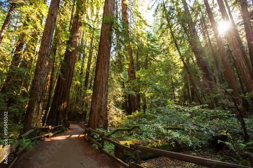 Muir woods National Monument near San Francisco in California  USA