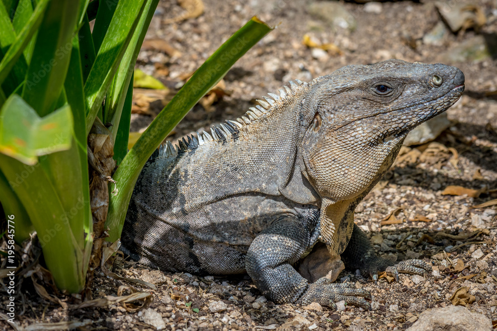Fototapeta premium An iguana enjoying the morning sun in a garden in Mexico.