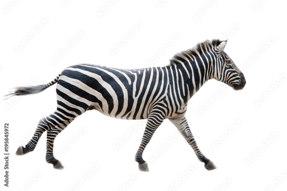 Zebra, - obrazy, fototapety, plakaty 