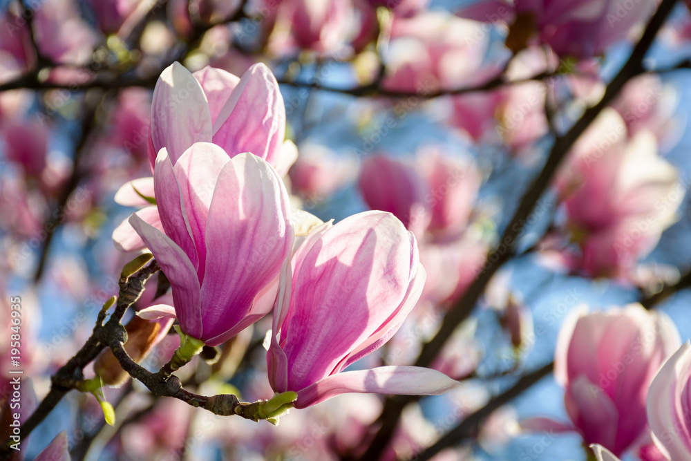 gorgeous magnolia flowers on a blue sky background. lovely springtime scenery in the park gorgeous magnolia flowers on a blue sky background. lovely springtime scenery in the park