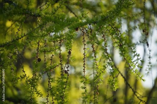 young green larch leaves with cones and buds