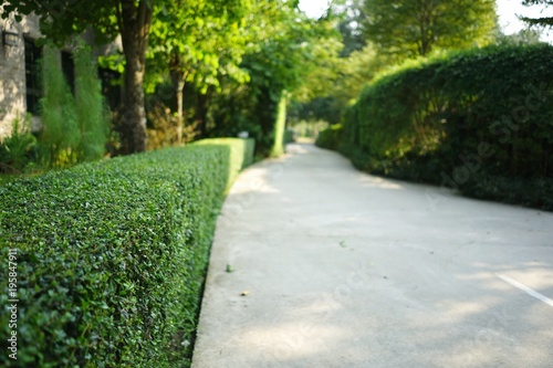 Curve concrete pathway with green trimmed bush hedge in the park