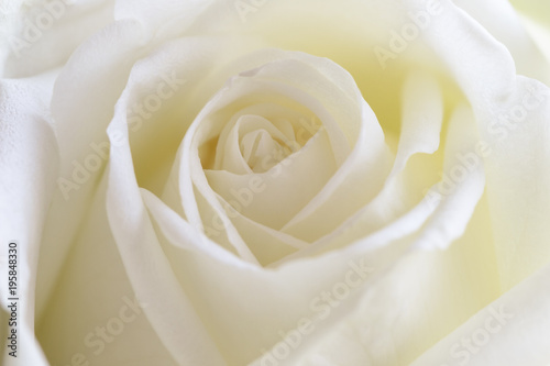 Beautiful sweet white roses in close up view macro concept to present rose texture and pattern for background. Luxury romantic gift on Valentine s. White rose is the symbol of true love and pure love.