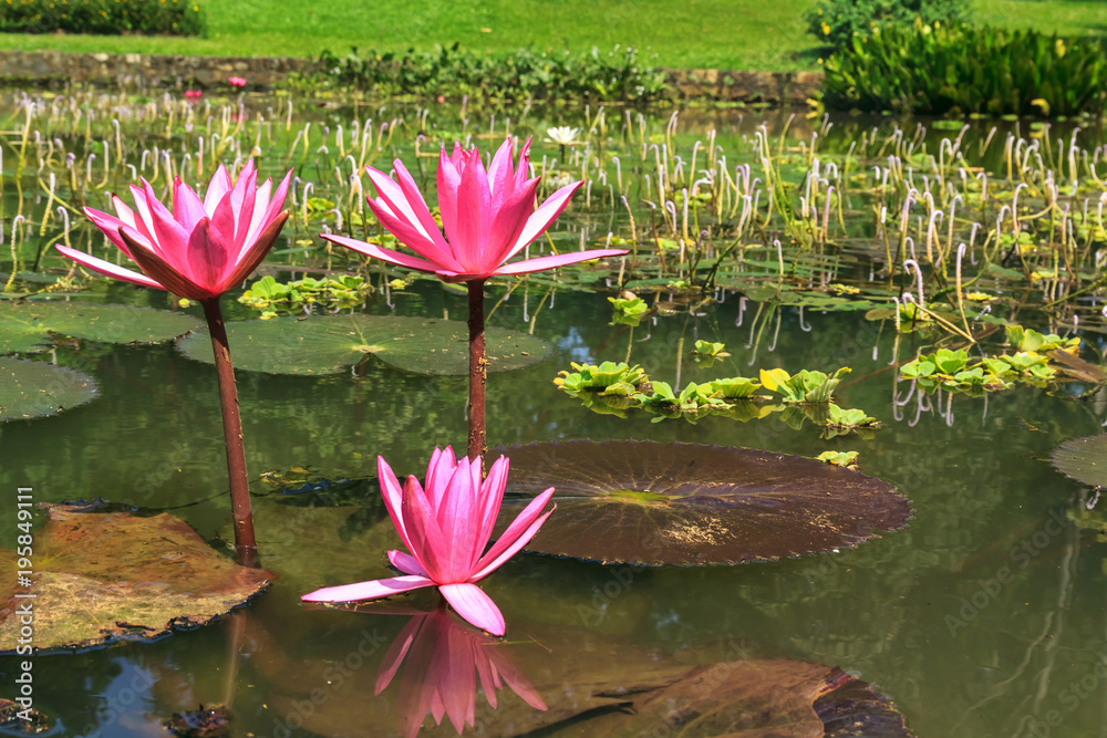 Lake with pink lotus flowers, an abandoned pond with vegetation on a sunny day Lake with pink lotus flowers, an abandoned pond with vegetation on a sunny day