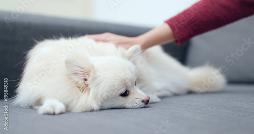 Hand touch on her dog at home