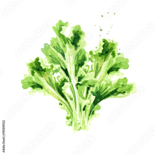 Lettuce salad. Watercolor hand drawn illustration isolated on white background
