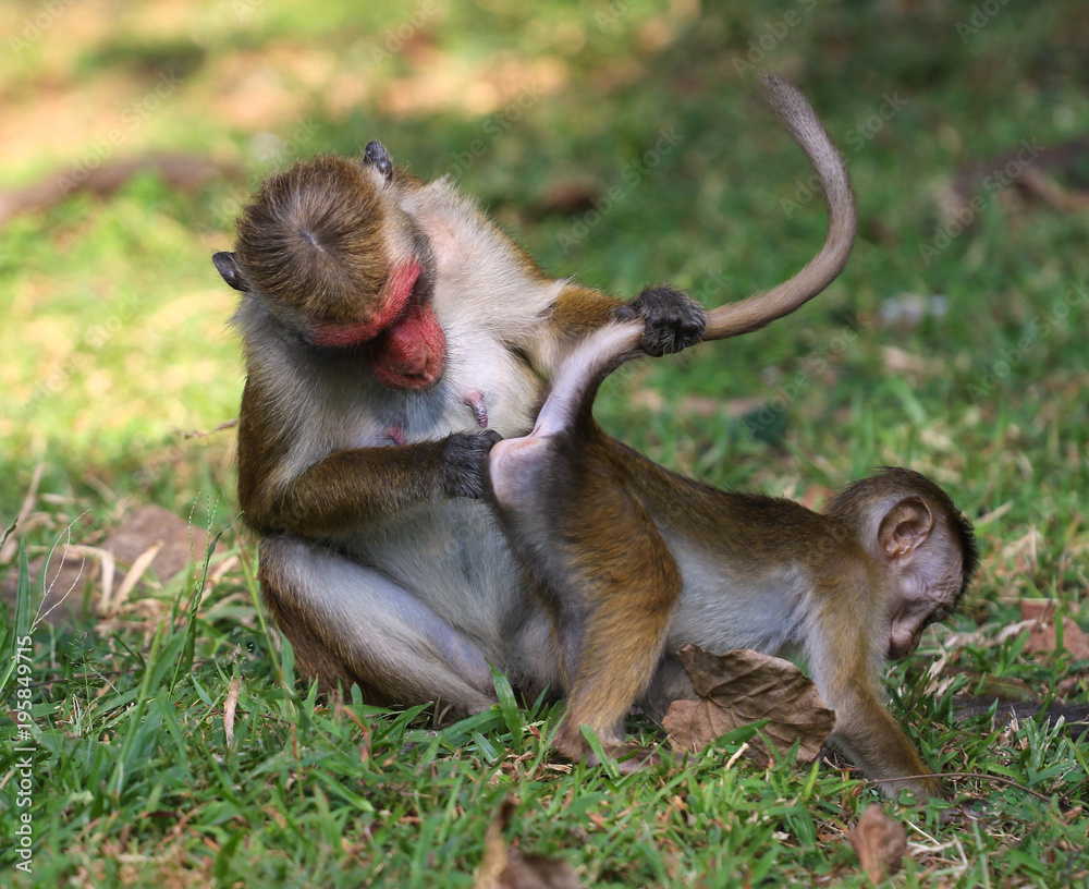 Fototapeta premium Monkey Business, mother macaca monkey mother macaca monkey is inspect baby ass