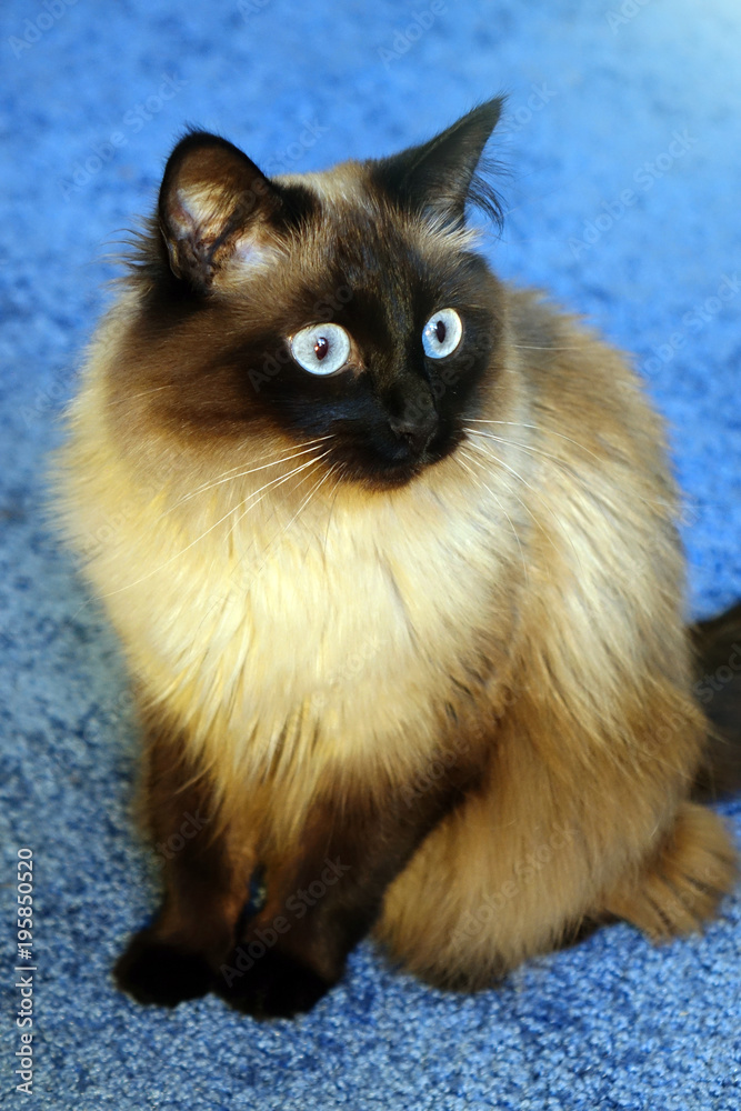 Beautiful cat on a blue background.