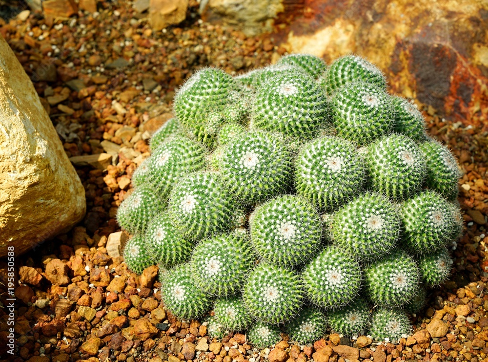Group of golden ball cactus or Echinopsis cactus plants Group of golden ball cactus or Echinopsis cactus plants