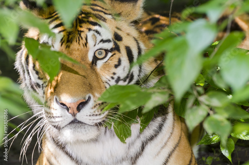 Fototapeta Naklejka Na Ścianę i Meble -  Tiger stripes and green leaves