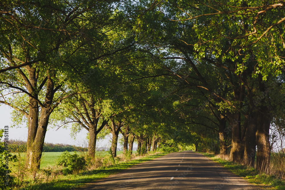 An asphalted road, surrounded on both sides by rows of green trees on a sunny summer day. A tunnel of trees An asphalted road, surrounded on both sides by rows of green trees on a sunny summer day. A tunnel of trees