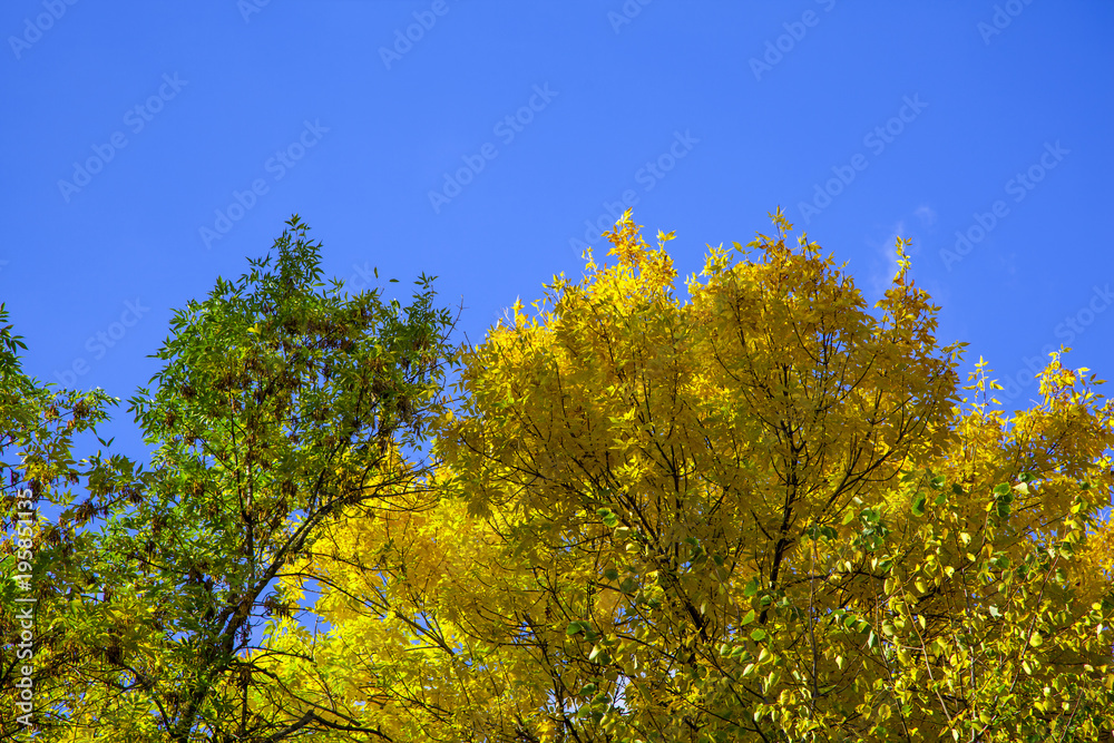 golden autumn, beautiful autumn landscape, bright red, yellow and green trees