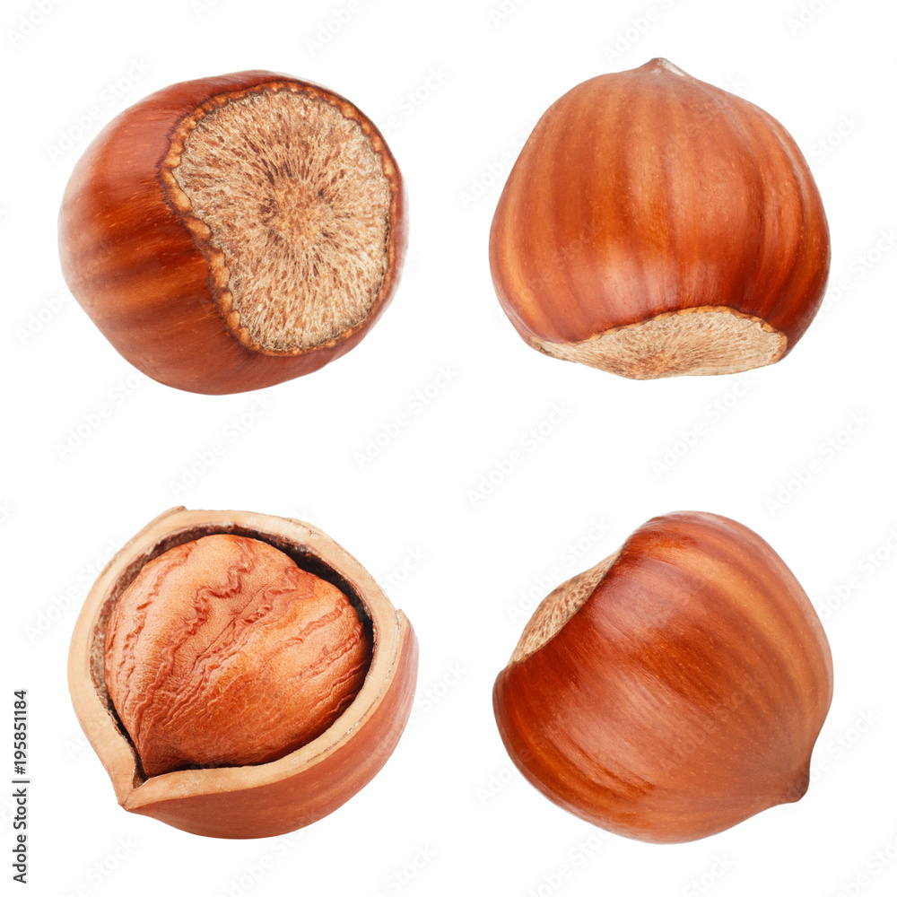 Hazelnut isolated on white background as package design elements. Hazelnut isolated on white background as package design elements.