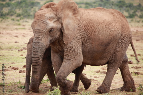 Elephant Family - Addo Elephant Park - South Africa