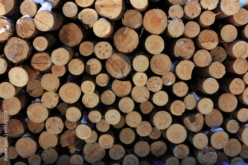 Pile of pine firewood