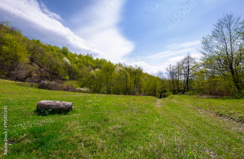 log on the grassy meadow among the forest. beautiful nature scenery in springtime