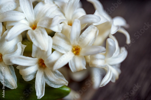 close up of white hyacinth flowers and red heart on wooden background.