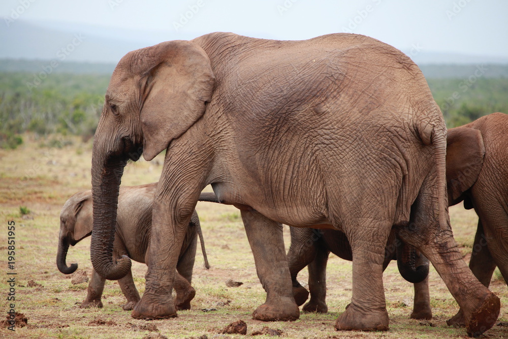 Elephant Family - Addo Elephant Park - South Africa