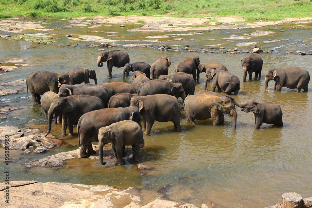 Elephants of Pinnawala elephant orphanage is bathing