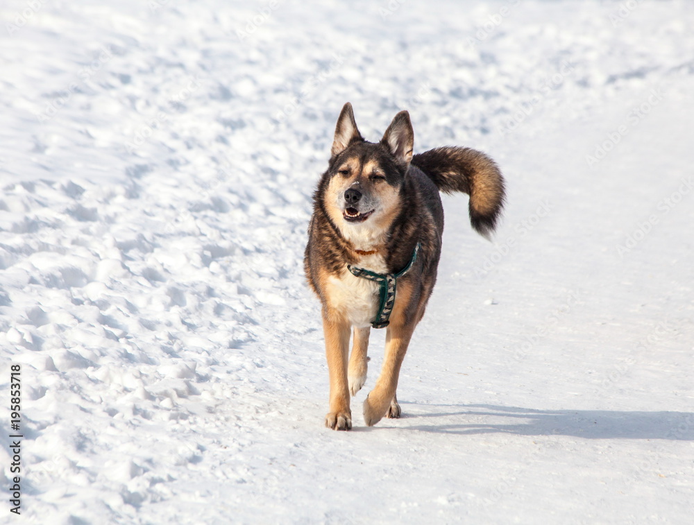 Beautiful Dog in the Snow Background Beautiful Dog in the Snow Background