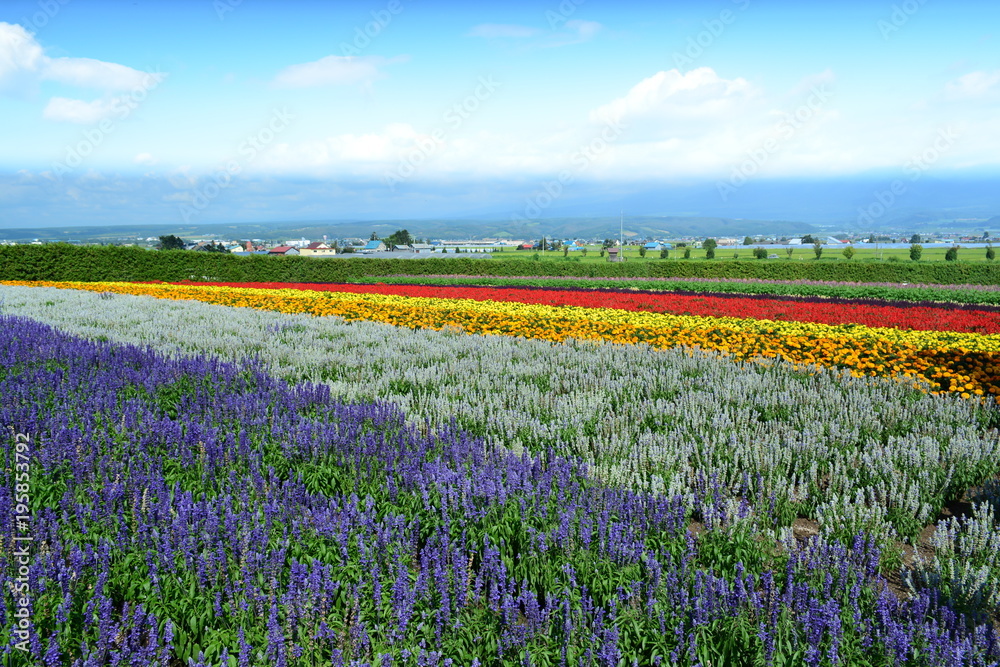 【北海道】富良野のラベンダー畑（カラフル）