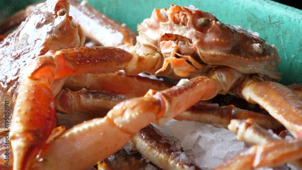 Fresh large crabs on cold ice being prepared for cooking Fresh large crabs on cold ice being prepared for cooking