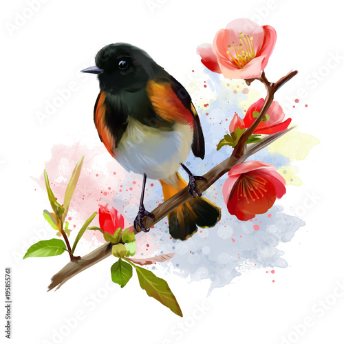 American Redstart bird watercolor painting