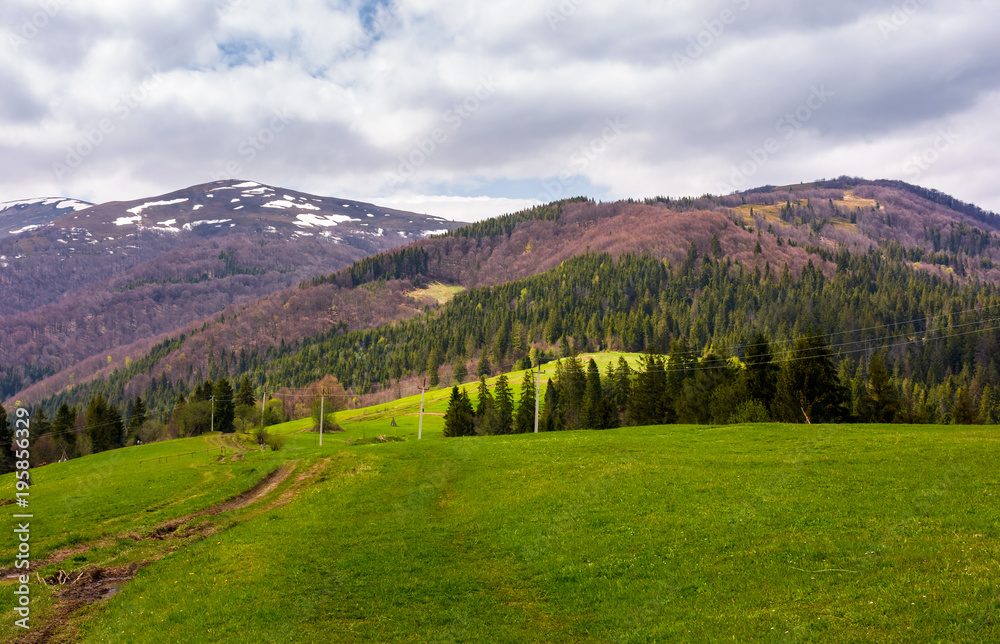 lovely mountainous countryside in springtime. spruce forest on grassy hills and mountains with snowy top
