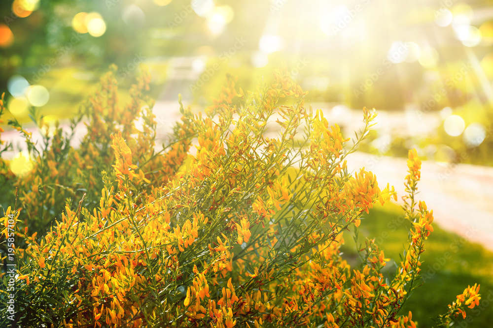 Midsummer gold background with yellow flowers bush, rays of sun and bokeh