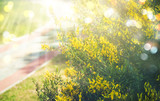 Midsummer gold background with yellow flowers bush, rays of sun and bokeh