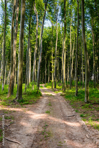 dirt road through beech forest. beautiful nature scenery with tall trees