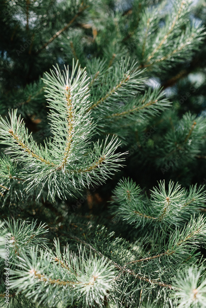 Close-up of fir-tree branches.