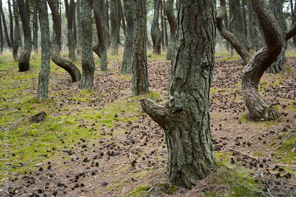 Beautiful forest twisted trunks of the pine trees Beautiful forest twisted trunks of the pine trees