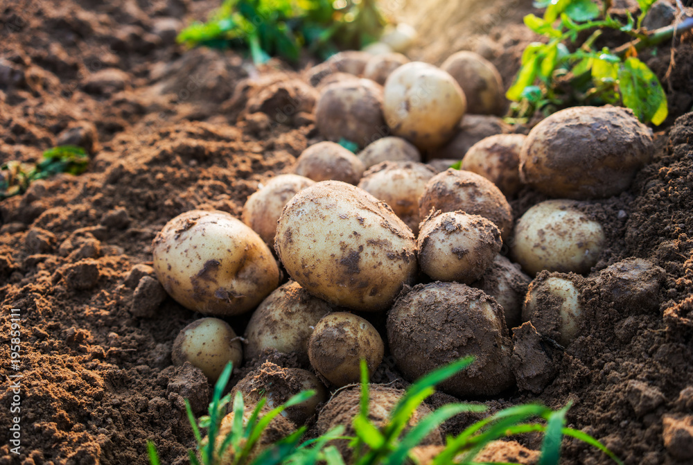 potatoes in the field potatoes in the field