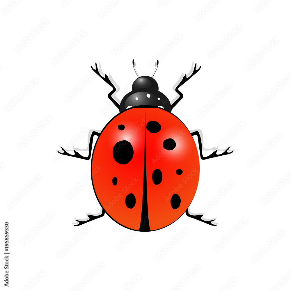 Ladybug isolated on white background