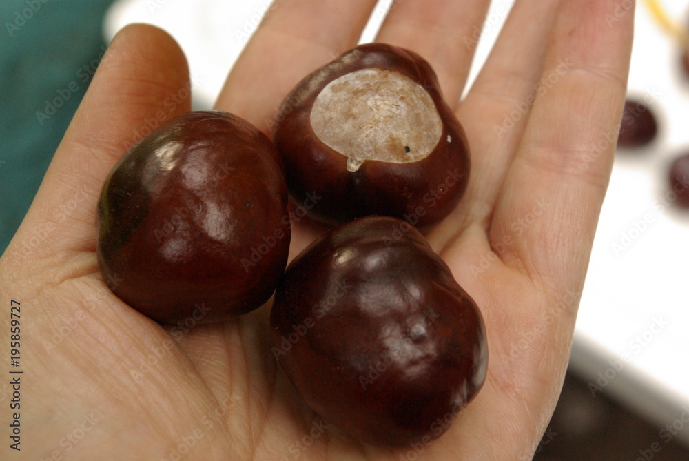 three chestnuts in the palm of your hand three chestnuts in the palm of your hand