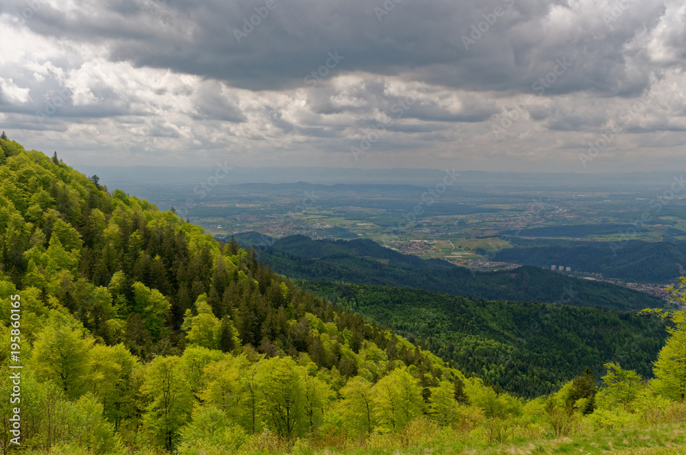 Fototapeta premium Tierfriedhof