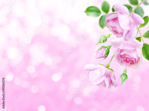 Pale pink roses in the corner of the blurred background