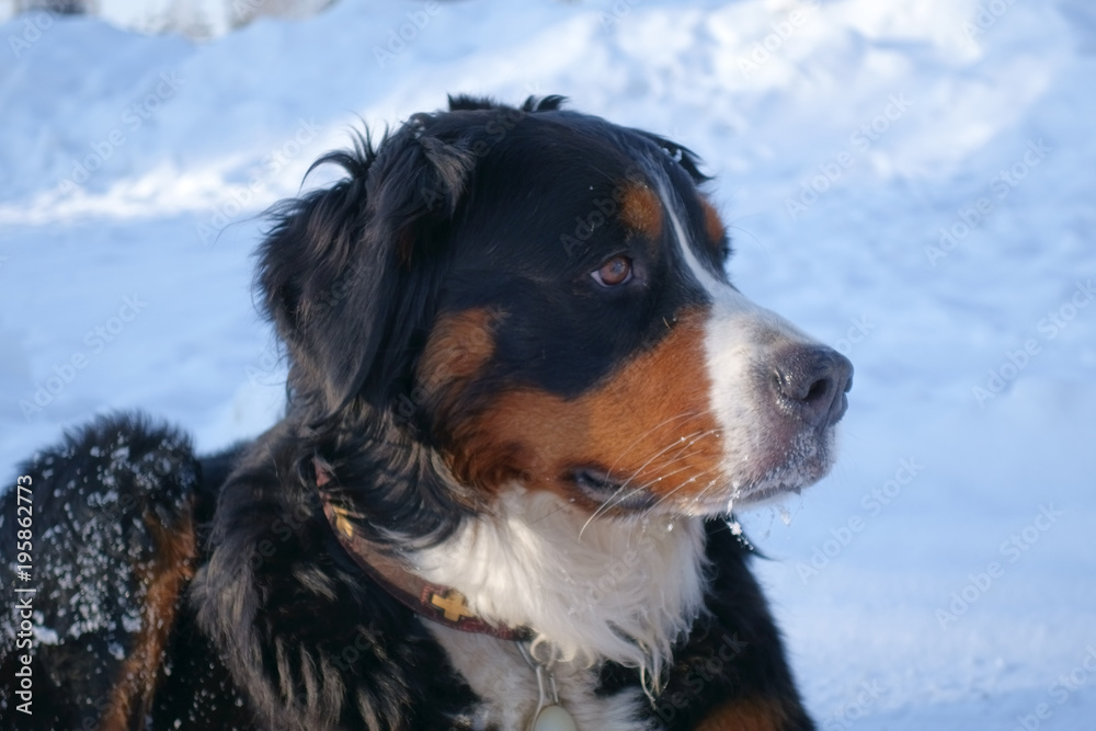 Bernese mountain dog winter portrait