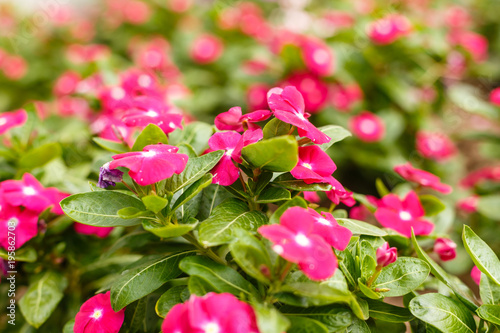 Fototapeta Naklejka Na Ścianę i Meble -  Beautiful red vinca flowers in a garden at summer sunny day close-up.