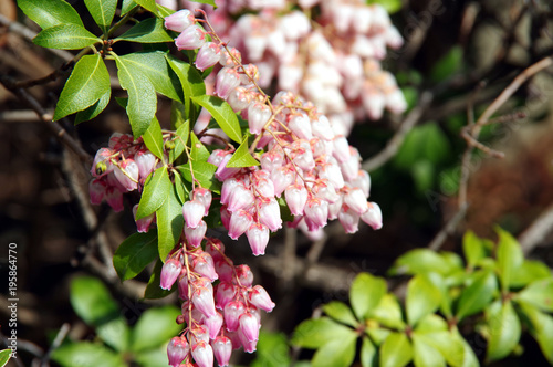 馬酔木の花 photo