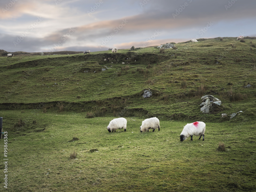 White sheep grazing grass in a field, White sheep grazing grass in a field,