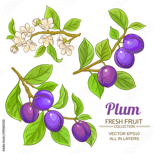 plum branches set