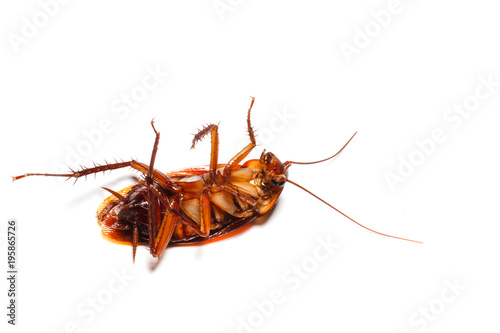 Dead cockroach isolated white background.