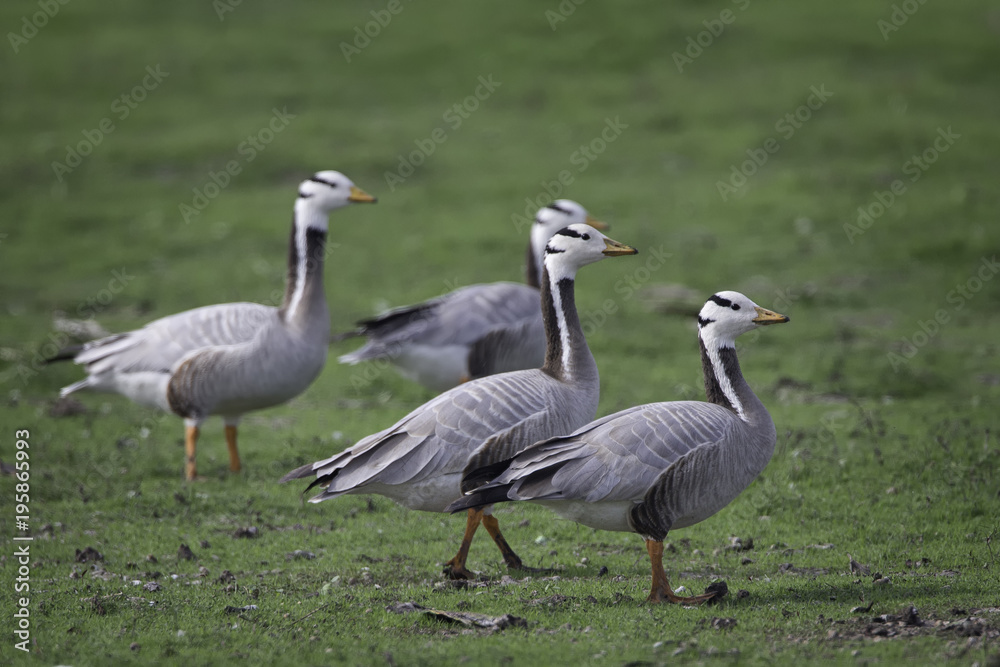 Obraz premium Bar-headed geese