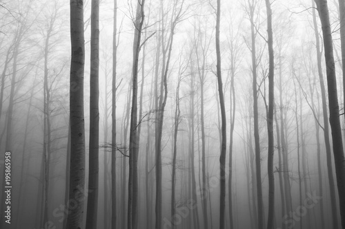 View of the wood. Morning fog between a trees. Forest background