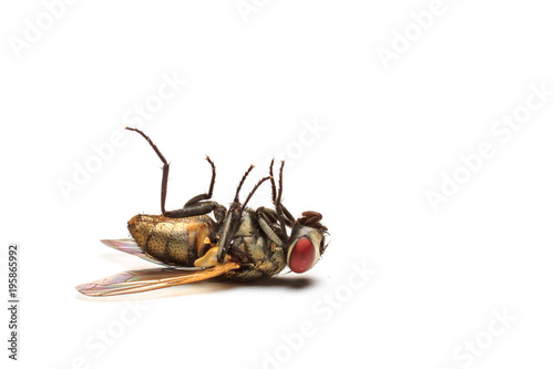 Dead Fly isolated white background.