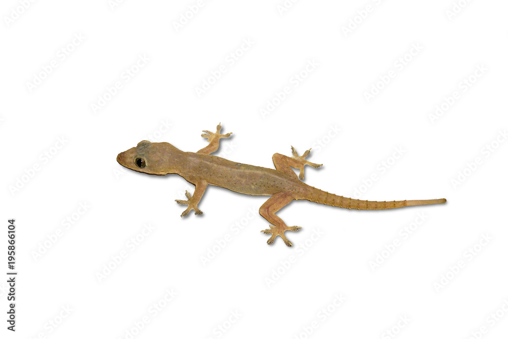 Naklejka premium House lizard isolated white background with clipping path.